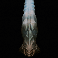 Dildo Anal Wolf Monster D